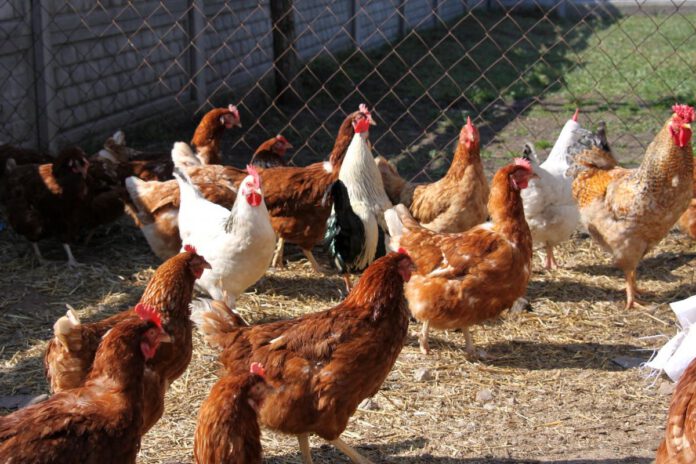 alarma-mundial-por-la-propagacion-de-la-gripe-aviar