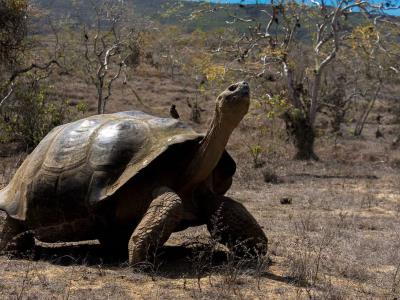 tortugas-vuelven-150-anos-despues-a-anidar-en-isla-desratizada-de-galapagos