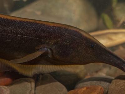 identifican-unas-35-nuevas-especies-de-peces-en-el-parque-madidi-de-bolivia