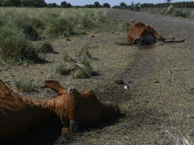 argentina:-sequia-mata-miles-de-vacas-y-dana-cultivos