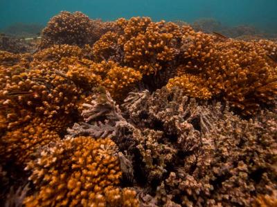 ¿hasta-cuando-sobreviviran-arrecifes-del-pacifico-oriental?