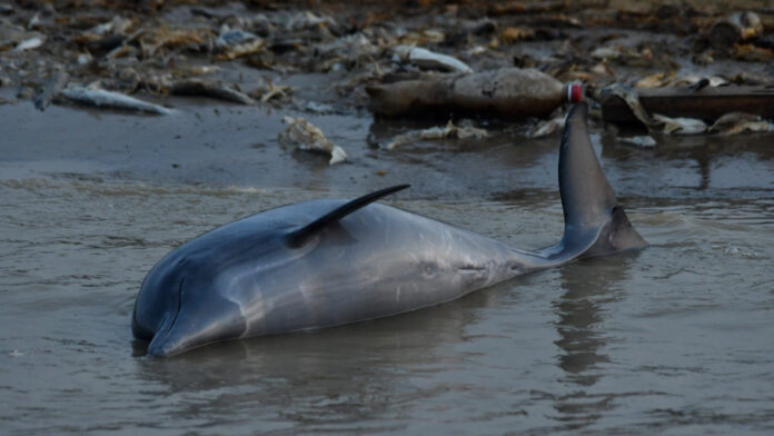 encuentran-mas-de-100-delfines-rosados-muertos-en-brasil-en-medio-de-la-sequia-del-rio-amazonas